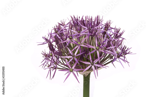 allium cristophii