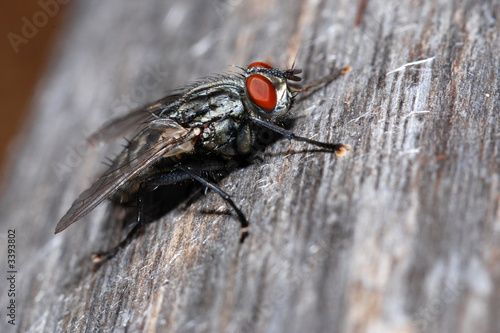 mosca