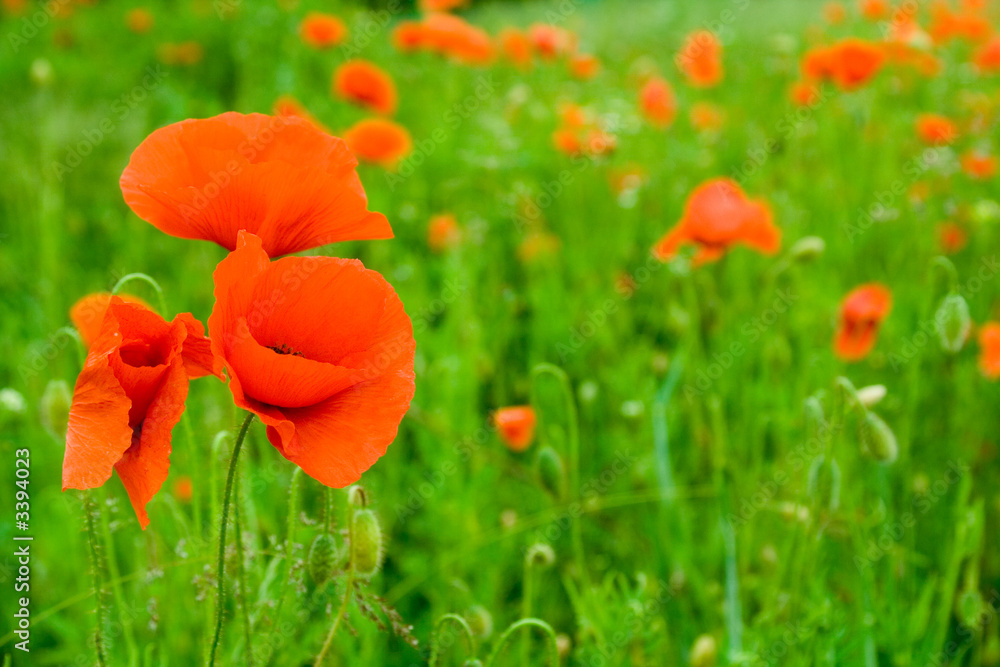 Fototapeta premium mohn