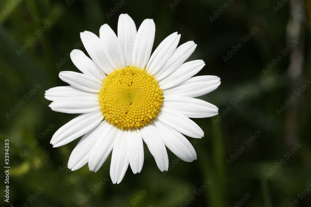 white daisy