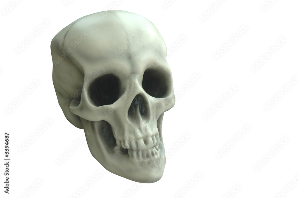 skull isolated skull isolated
