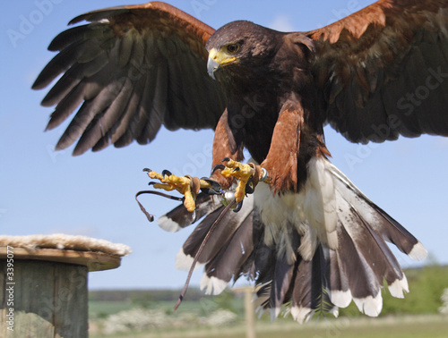 fenton bird of prey centre photo