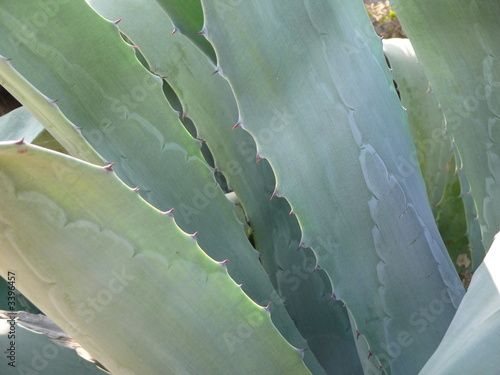 agave photo