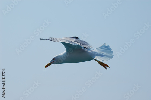 Seagull fly in the sky 
