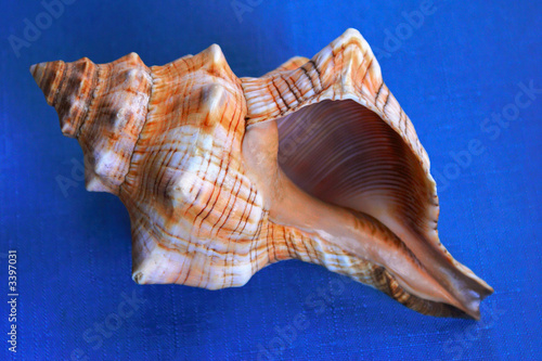 seashells up close