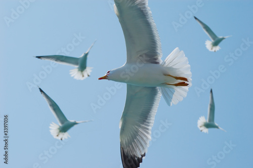 Seagulls fly in the sky 