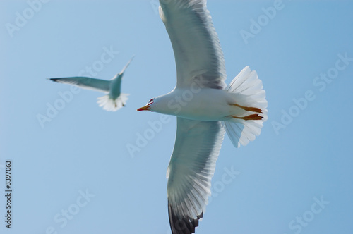 Seagulls fly in the sky