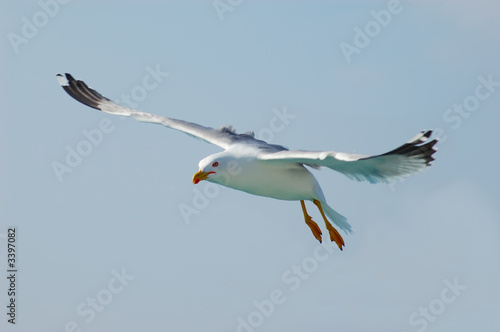 Seagull fly in the sky