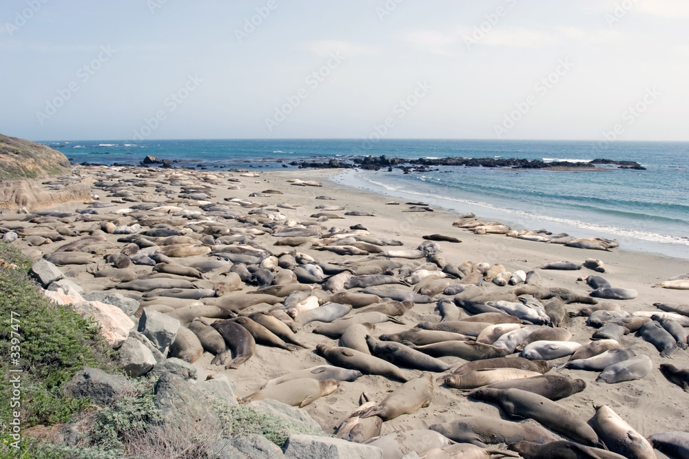 sea lions on the beach sea lions on the beach