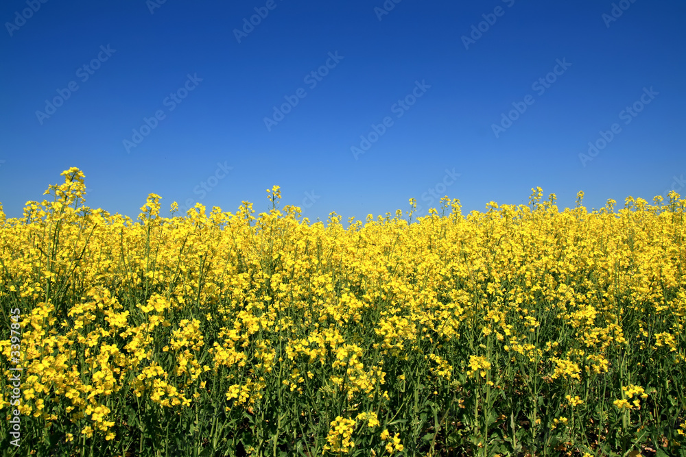 flower field