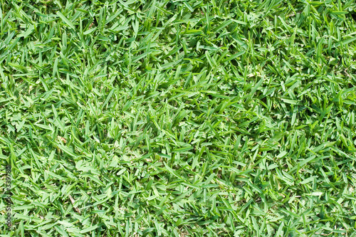 real green grass - lawn texture