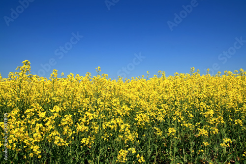 flower field