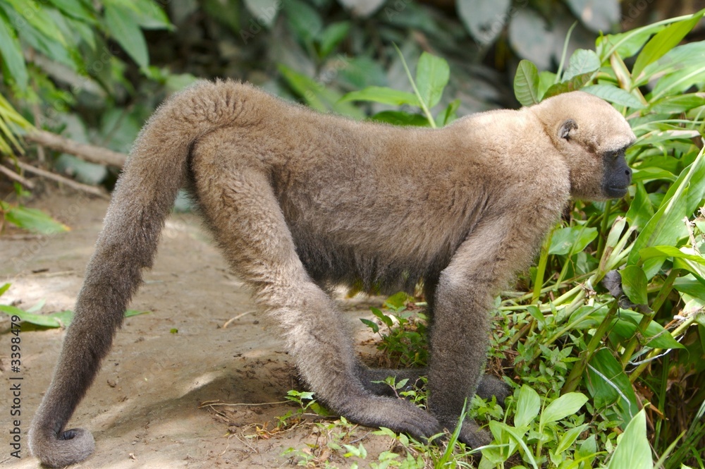 Obraz premium hunting monkey