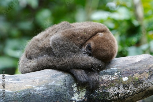 sliping monkey photo