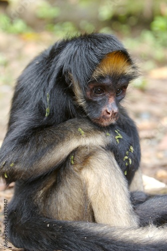 grief monkey photo