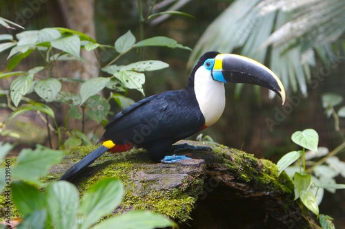 beautiful toucan