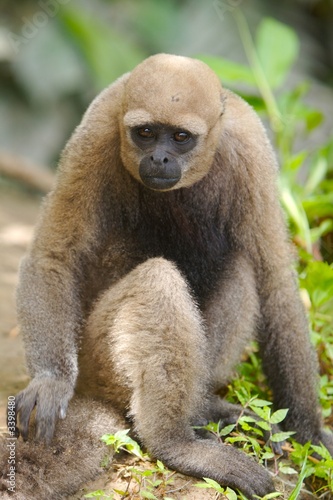 pensive monkey photo