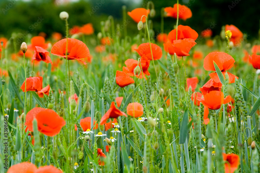 Fototapeta premium mohn