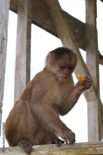 monkey photo