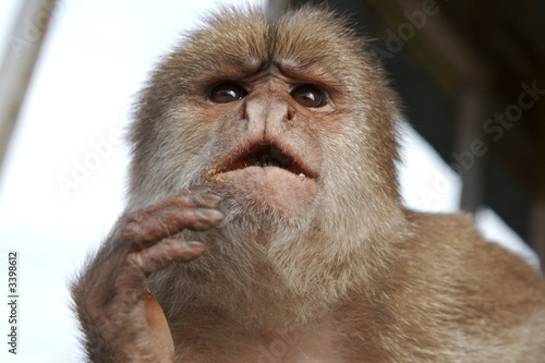 anxious monkey photo