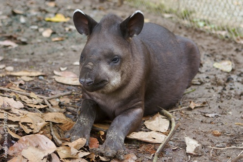 tapir photo