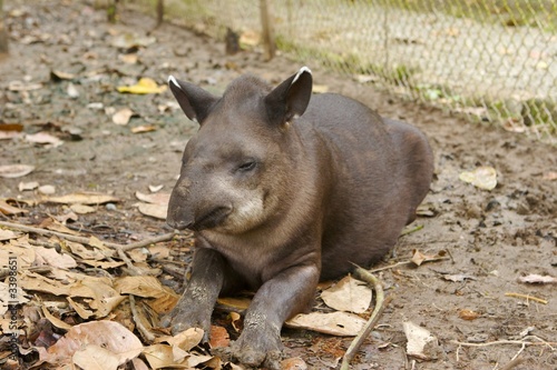 tapir photo