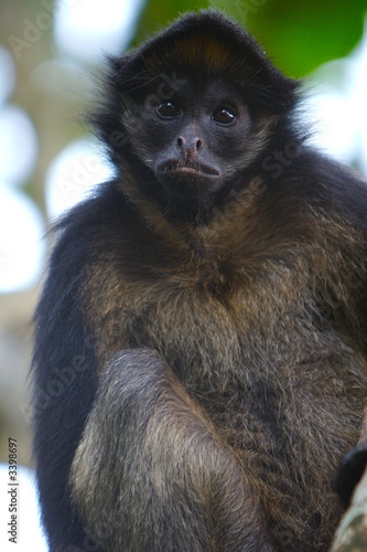 spider monkey photo