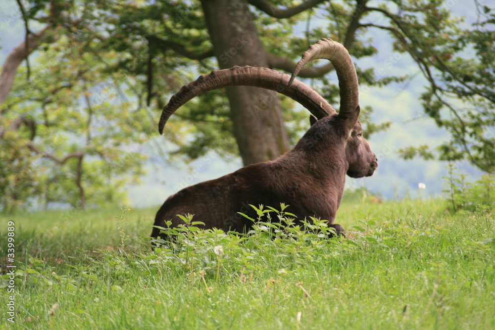 steinbock steinbock