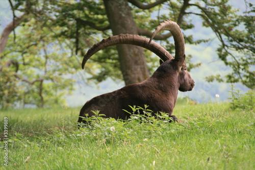 steinbock