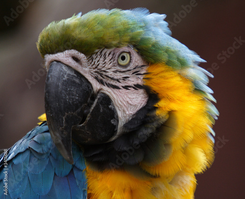 macaw