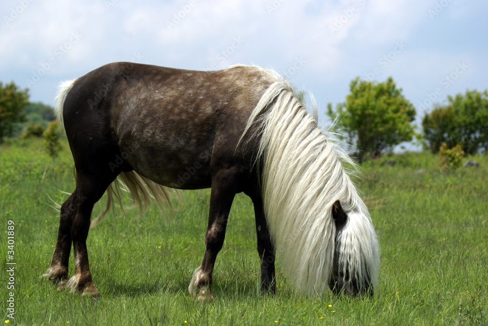 Obraz premium pony grazing