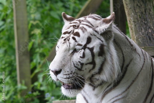 white tiger