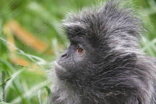 silver leaf monkey