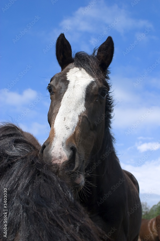 Fototapeta premium curious horse