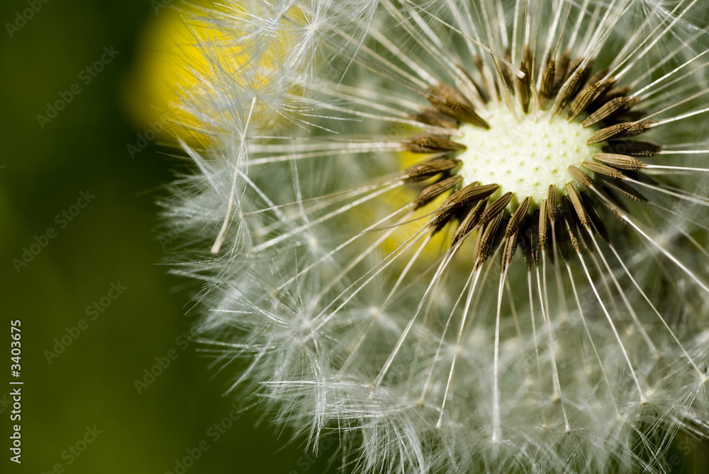 pusteblumensamen pusteblumensamen