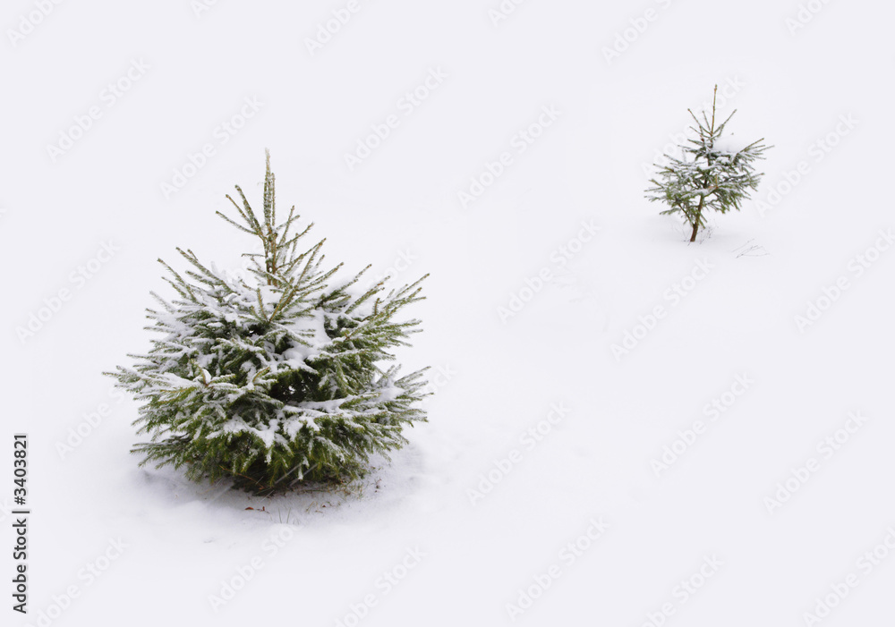 Fototapeta premium christmas tree
