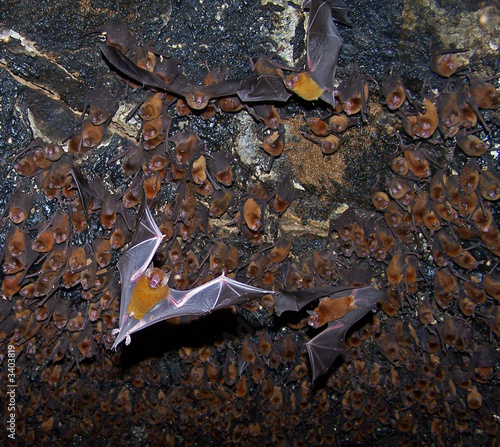 bats in a cave.