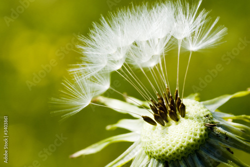 pusteblumensamen