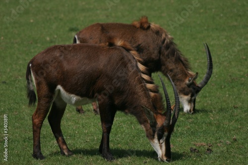 two sable antelope photo