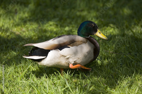 duck in a grass close-up