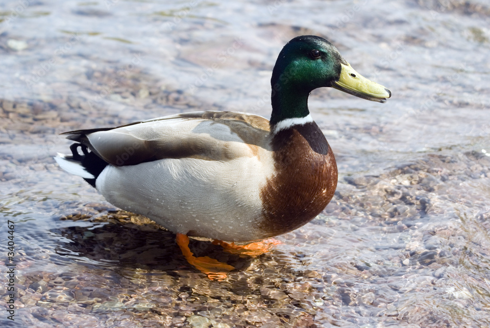 mallard duck mallard duck