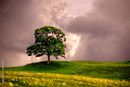 lonely tree photo