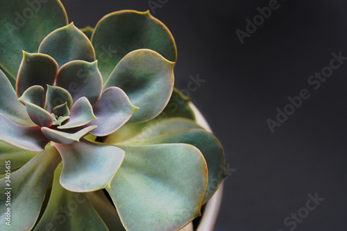 Foto flower succulent plant