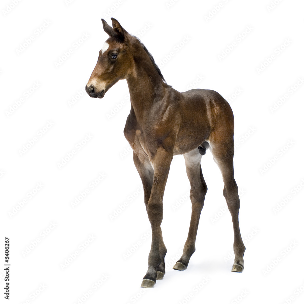 Obraz premium źrebię (12 dni)