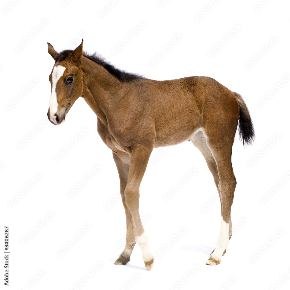 foal foal