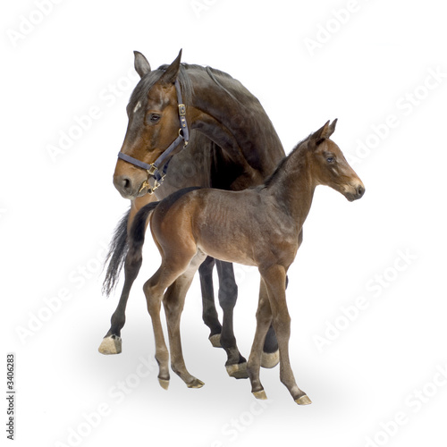 mare with her foal (12 days)