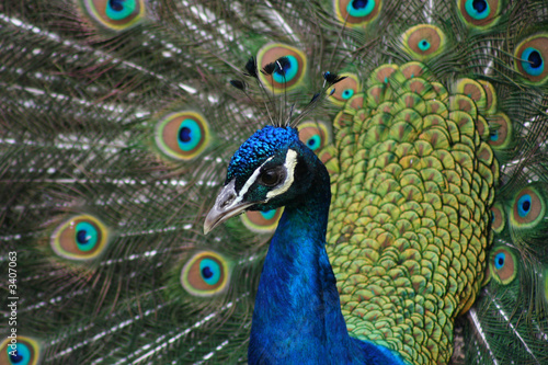 Fotografia pavo