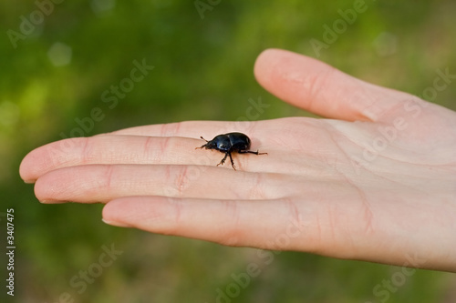 bug beetle on hand palm girl or woman on green