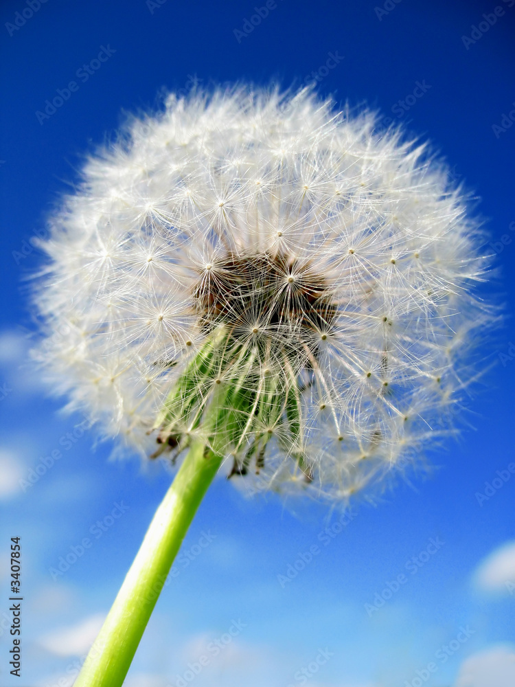 Fototapeta premium dandelion close-up