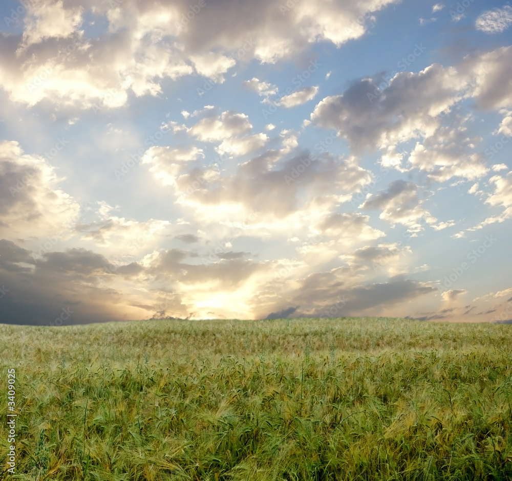 Fototapeta premium Wheat field during stormy day